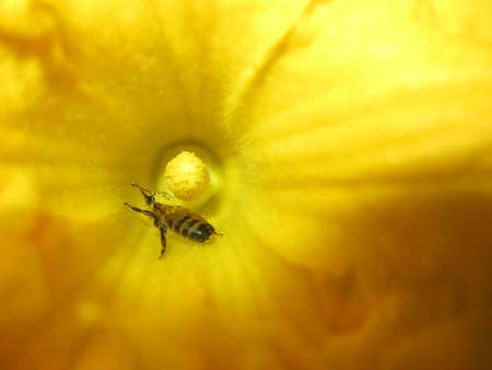 bee on the flowerの写真素材