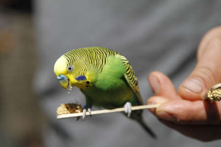 Bird flyingの写真素材