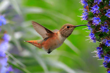 Bird flying and flowers の写真素材
