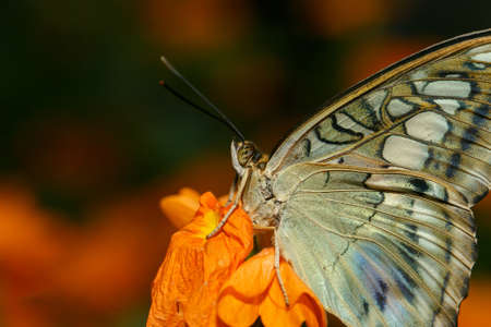 butterflies and flowersの写真素材