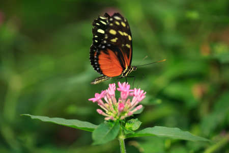 butterflies and flowersの写真素材