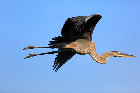 Bird flyingの写真素材