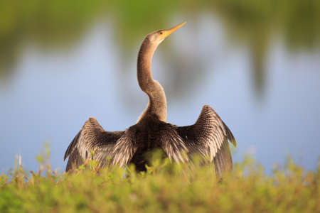 stork birdの写真素材