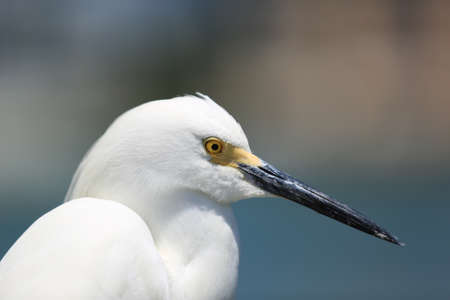 stork birdの写真素材