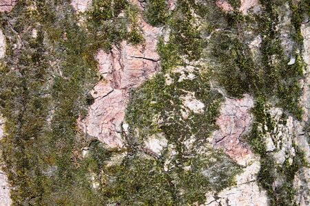 Bark of birch trees with mossの写真素材