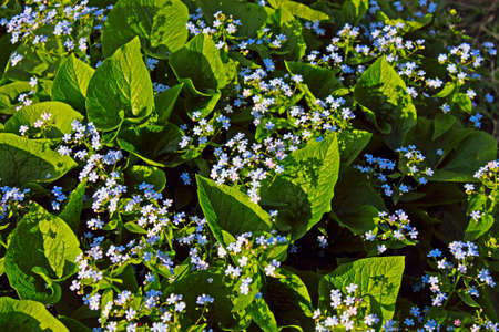 Small flowers forget-me-notの写真素材