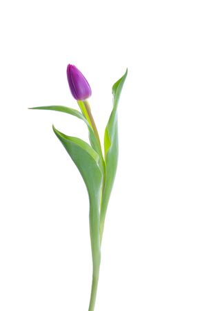 Purple tulip on white backgroundの写真素材