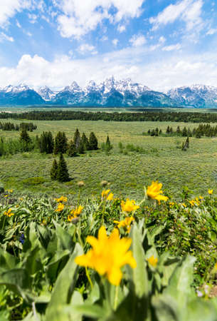 Yellow flower with Gran Teton national parkの写真素材