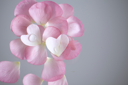 Pink rose petalsの写真素材