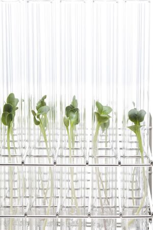 Lab-grown sproutsの写真素材