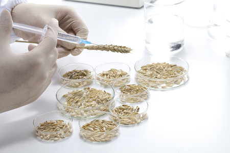 Laboratory testing and GMO wheatの写真素材