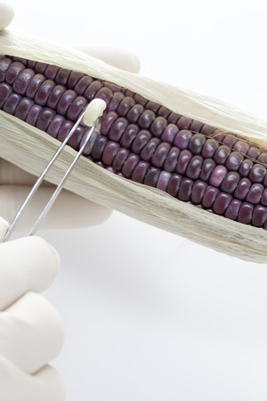 Bio-food and GMOの写真素材