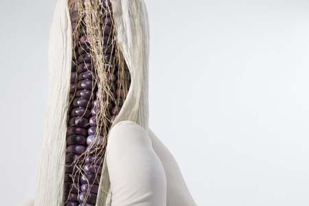 Bio-food and GMOの写真素材