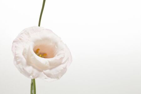 Colorful flowers shot inside the studioの写真素材