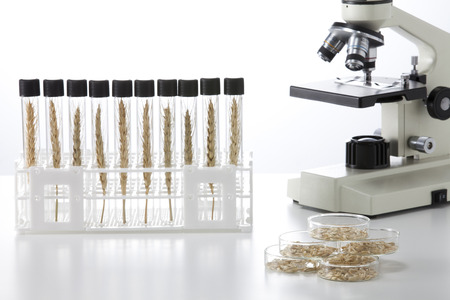 Laboratory testing and GMO wheatの写真素材
