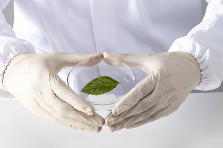 Petri dish experimentsの写真素材