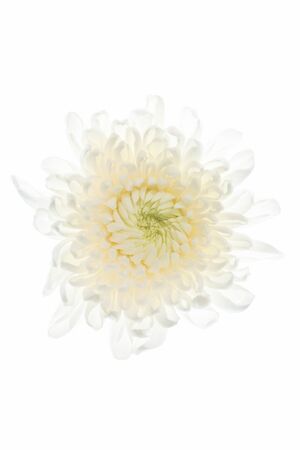 Colorful flowers shot inside the studioの写真素材