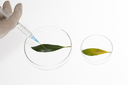 Petri dish experimentsの写真素材