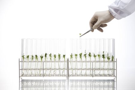 Lab-grown sproutsの写真素材