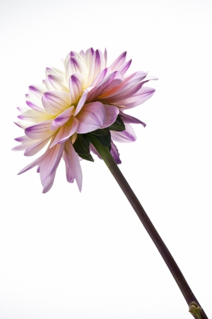 Colorful flowers shot inside the studioの写真素材