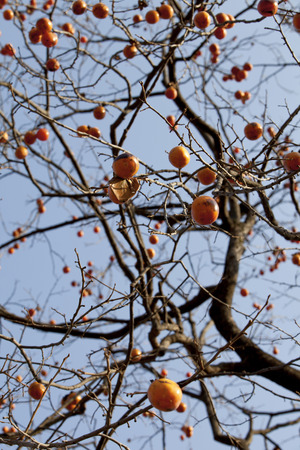 Persimmons Hanging On A Treeの写真素材