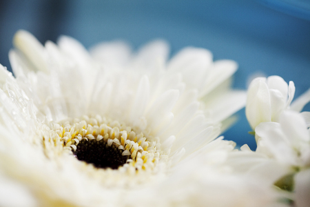 Indoor Shot Of A Flowerの写真素材