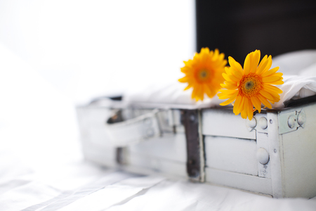 Indoor Shot Of Flowersの写真素材