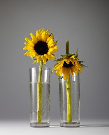 Indoor Shot Of Flowersの写真素材