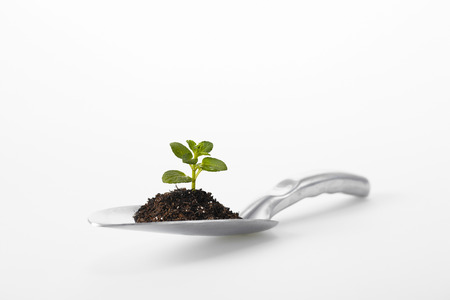 Sprouts In White Backgroundの写真素材