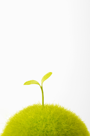 Sprouts In White Backgroundの写真素材