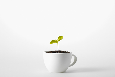 Sprouts In White Backgroundの写真素材