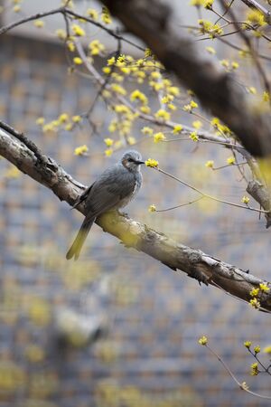 Bulbul in spring timeの写真素材