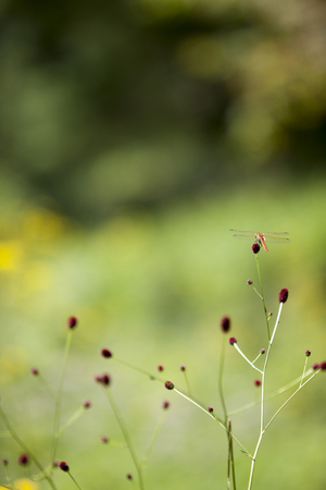 Korea, Seoul, Wildflower and Dragonflyの写真素材