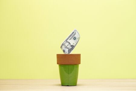Money Plantsの写真素材