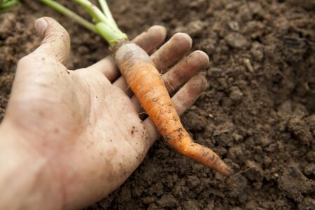 A Single Organic Carrotの写真素材
