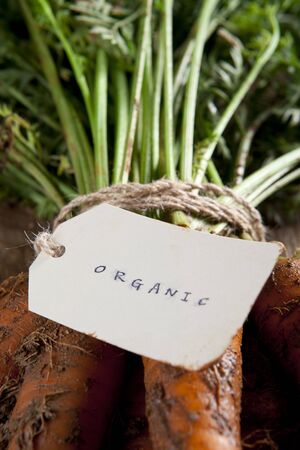 An Organic Carrot Bunchの写真素材