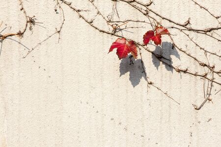 Ivy, Seonyudo park, Seoul, South Koreaの写真素材