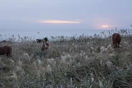 South Korea, Jeju Island, Seogwipo, Seongsan, Grazing horseの写真素材
