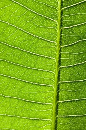 Leaf vein of the Plant, Koreaの写真素材