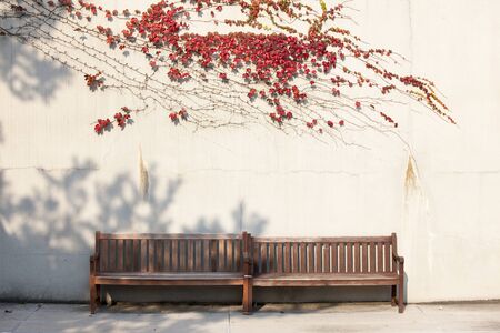 Ivy and benches, Seonyudo park, Seoul, South Koreaの写真素材