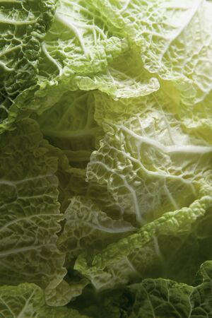 Napa Cabbage Shot Insideの写真素材