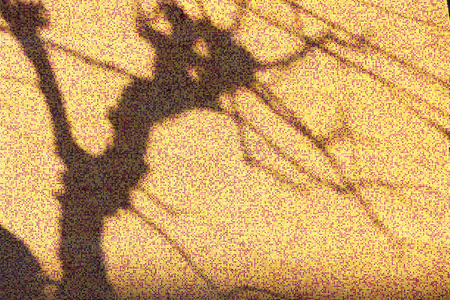 South Korea, Seoul, tree shadow on colorful tiles wallの写真素材