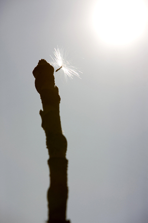 Hayseed suffering from Aralia Treeの写真素材