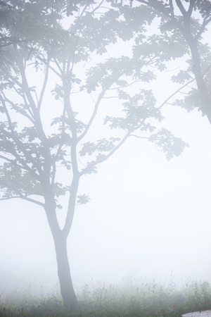 Korea, Gangwon-do, Jeongseon, Hambaek mountain wildflower, fog, Bistort.の写真素材