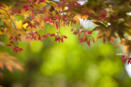 Double winged seeds, maple tree,の写真素材