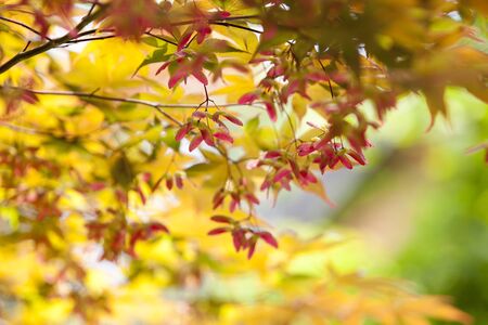 Double winged seeds, maple tree,の写真素材