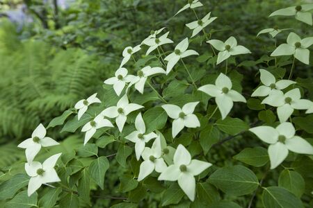 Cornus Kousa Pictures and Images, Gyeonggi Province, South Koreaの写真素材