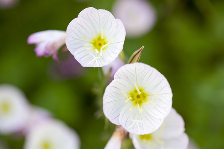 Oenothera speciosa, Primrose, Wildflower, South Korea,の写真素材