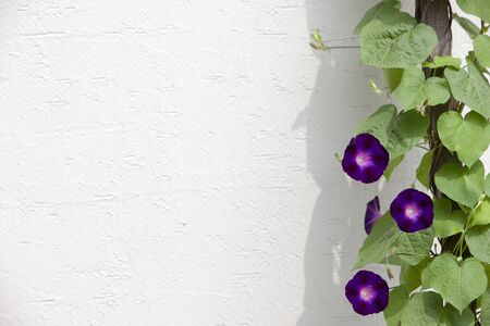 Morning Glory Flowerの写真素材