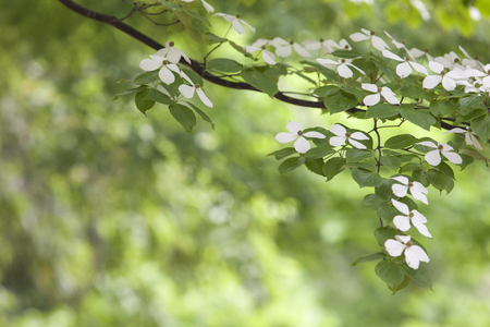 Cornus Kousa Pictures and Images, Gyeonggi Province, South Koreaの写真素材